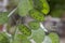 Lunaria annua green seedpods