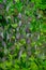 Lunaria annua plant fresh fruit