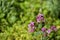 Lunaria annua purple flowers blurred green background