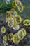 Lunaria annua seedpods
