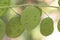 Lunaria annua silver dollar money plant moonwort Cruciferae plant with beautiful purple flower seeds inside a green coin-like pod