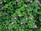 Lunaria annua - view of the green meadow overgrown with purple w