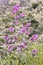 Lunaria annual flowering