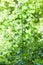 Lunaria flowering Plant with green unripe seedpod leaves in the garden.