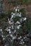 Lunaria, Pope s coins, silver plant, Lunaria annua in the natural forest in autumn