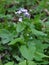 Lunaria rediviva blooms in the forest in spring