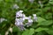 Lunaria rediviva blooms in the forest in spring