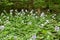 Lunaria rediviva blooms in the forest in spring