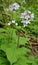 Lunaria rediviva blooms in the forest in spring