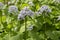 Lunaria rediviva flowering medicinal plants, many small flowers white blue, long stems with leaves. Perennial diuretic plant