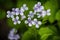 Lunaria Rediviva Perennial Honesty Flowers