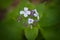 Lunaria Rediviva Perennial Honesty Flowers