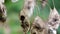 Lunaria rediviva Perennial honesty withered leaves on the branch