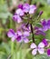 lunaria's flower