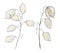 Lunaria tender Dried Flowers on a white background for herbarium. Botanical Watercolor illustration for wedding