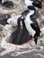 Lunch Time for Cormorant Chicks