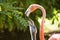 Lunch time for junior flamingo ( greater flamingo specimen, Phoenicopterus roseus), zoologic