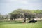 Lunch under acacia tree on safari in Selous game reserve, Tanzania.