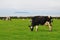 Lundy Island and Cows on North Devon Coast near Hartland Quay, England, UK