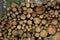 Luneburg Heath - Pile of tree trunks