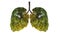 Lung green tree-shaped images, medical concepts, autopsy, 3D display and animals as an element