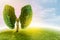 Lung green tree-shaped  images, medical concepts, autopsy, 3D display and animals as an element