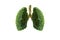 Lung green tree-shaped   images, medical concepts, autopsy, 3D display and animals as an element