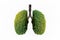 Lung green tree-shaped  images, medical concepts, autopsy, 3D display and animals as an element