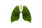 Lung green tree-shaped images, medical concepts, autopsy, 3D display and animals as an element