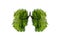 Lung green tree-shaped images, medical concepts, autopsy, 3D display and animals as an element