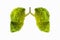 Lung green tree-shaped  images, medical concepts, autopsy, 3D display and animals as an element