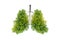 Lung green tree-shaped images, medical concepts, autopsy, 3D display and animals as an element