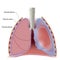 Lung pleura and pleural cavity