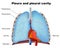 Lung pleura and pleural cavity medical  illustration on white background