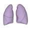 Lungs