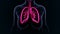 Lungs