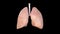Lungs Anatomy, Human Respiratory System, pneumonia, coronavirus, covid-19, Autopsy medical concept. Cancer and smoking problem.
