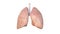 Lungs Anatomy, Human Respiratory System, pneumonia, coronavirus, covid-19, Autopsy medical concept. Cancer and smoking problem.