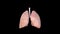 Lungs Anatomy, Human Respiratory System, pneumonia, coronavirus, covid-19,cancer, Autopsy medical concept. Cancer and smoking