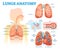 Lungs anatomy medical vector illustration diagram set with lung lobes, bronchi and alveoli. Educational information poster.