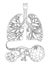 Lungs, Bronchi and Alveoli anatomy