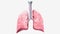 Lungs Coronal Cross Section .