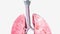 Lungs Coronal Cross Section Trachea