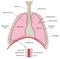 Lungs with detail of plurae
