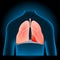 Lungs and diaphragm into x-ray blue realistic torso