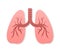 Lungs flat style. Vector illustration icon. Isolated vector illustration.Medical icon.