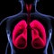 Lungs help oxygen from the air we breathe enter the red cells in the blood