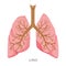 Lungs, Human Internal Organ Diagram