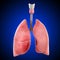 Lungs isolated on blue background