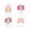 lungs and kidneys, internal organs vector flat illustration